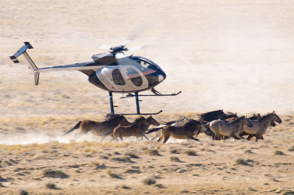 Low helicopter chasing horses