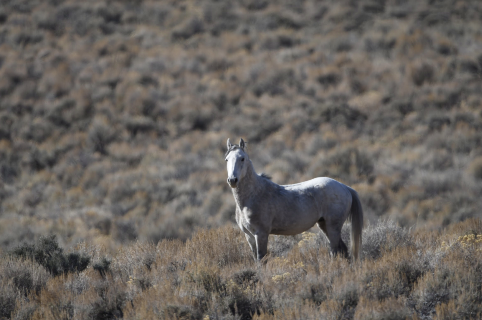 History of America's Wild Horses | American Wild Horse Campaign