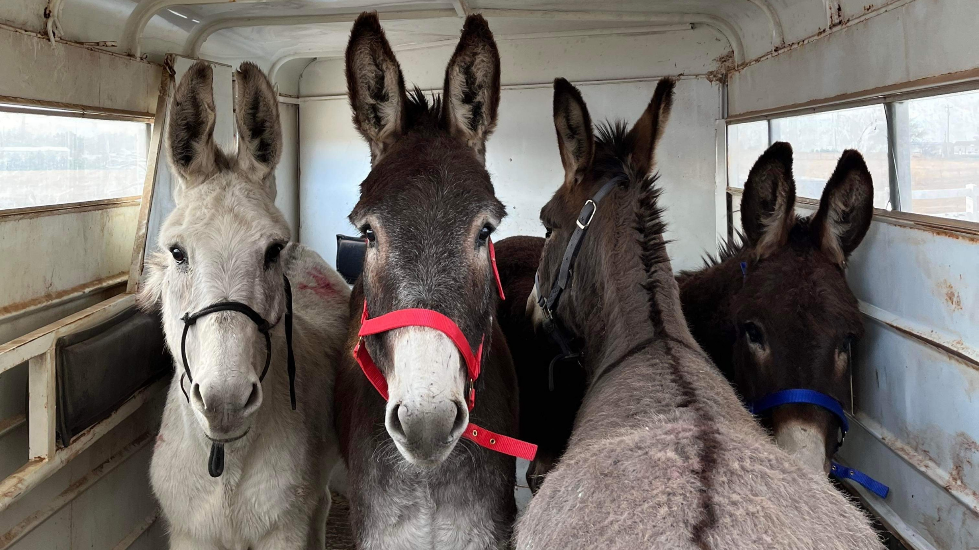 Abused BLM Burros Find Home at California Sanctuary | American Wild Horse  Campaign