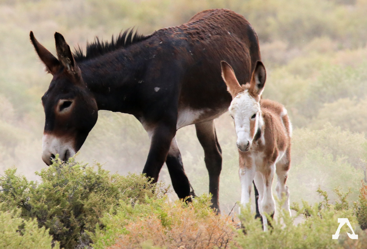 About Burros | American Wild Horse Campaign