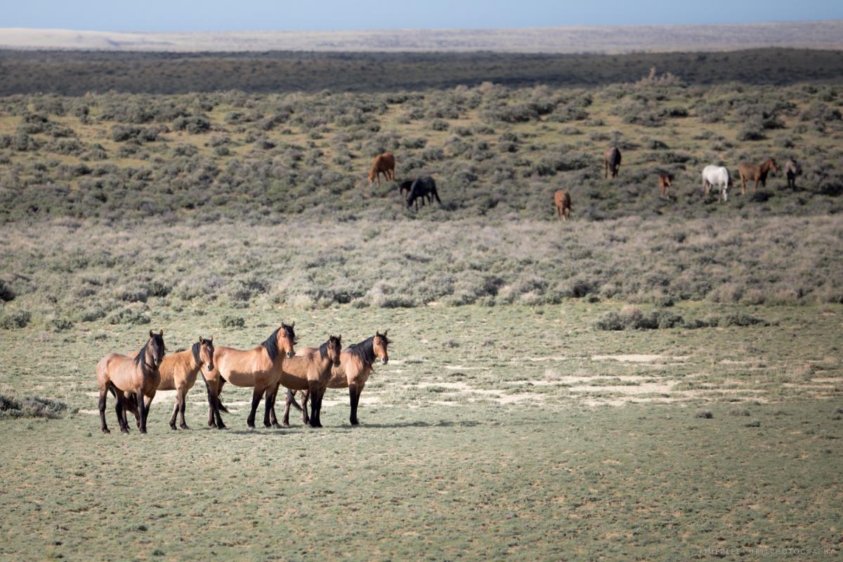 Great Divide Mustangs. Copyright: Kimerlee Curyl