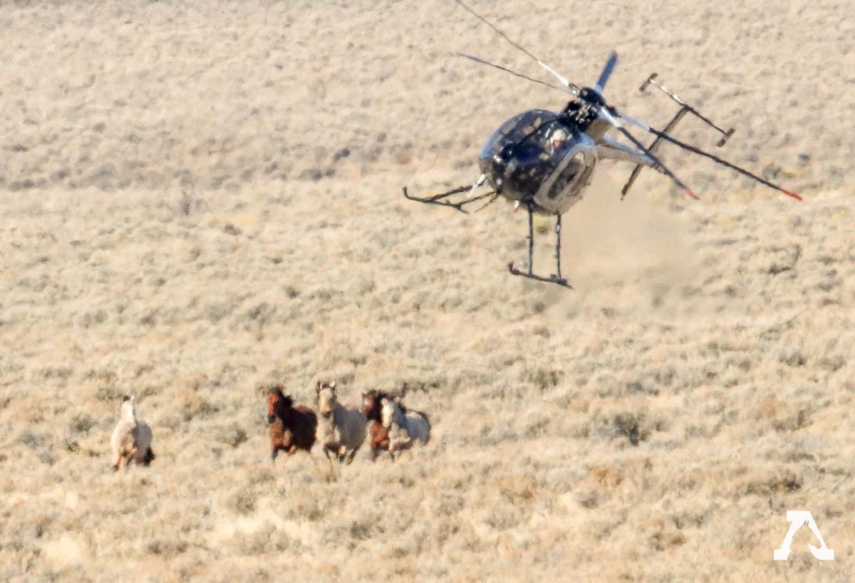 wild horse helicopter stampede