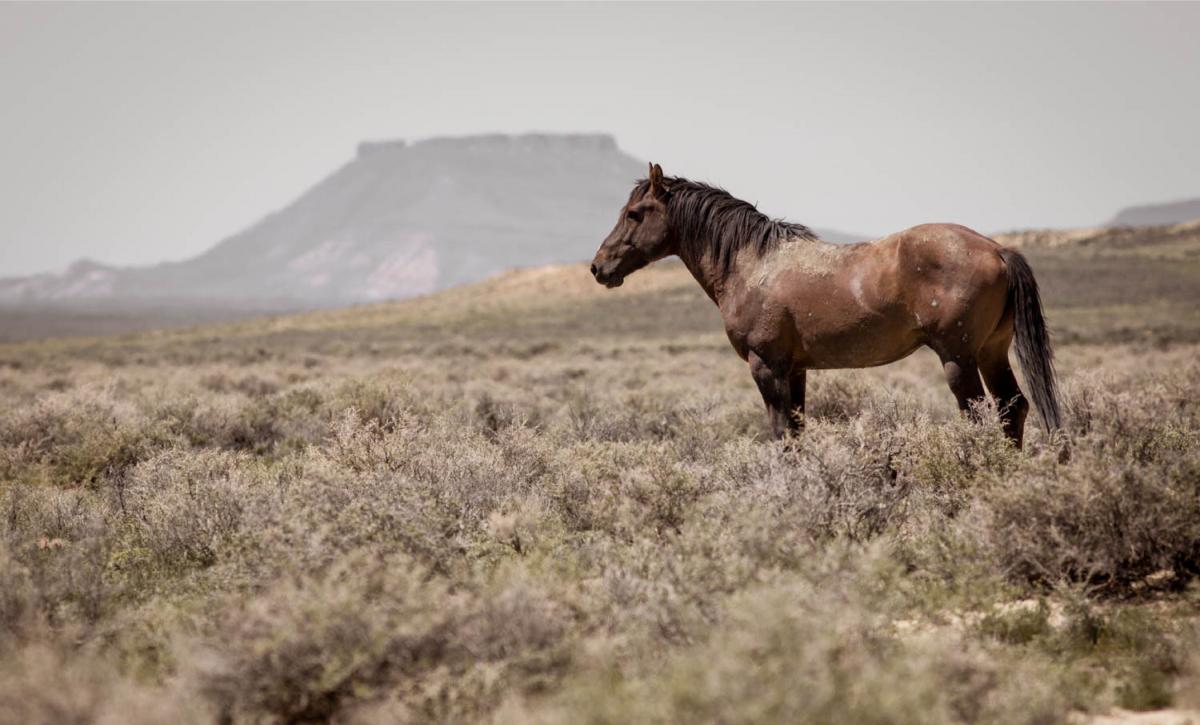 Wyoming Stallion: Copyright: Kimerlee Curyl