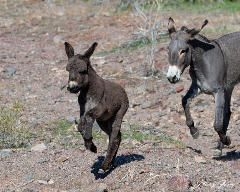 baby burro photo by mary hone